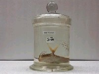 藏品(印度絲鰺)的圖片